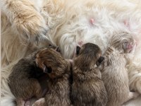 British Longhair Erkek Yavrular