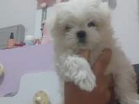 MALTESE mini boy