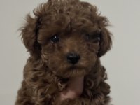 Kurabiye Tadında Mükemmel Kalite Poodle Yavrular