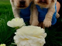 Bebek Yüzlü Golden Retriever Yavrularım