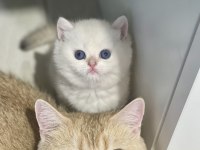Safkan Cana Yakın Sosyal British Shorthair Bebekler