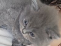 Scottish fold yavruları