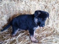 ALMAN ÇOBAN KÖPEĞİ YAVRULARI