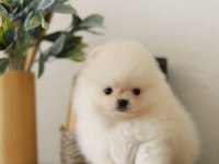 Daha iyisi yok kar beyaz ayı surat pomeranian boo!