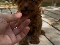 Sağlık ve ırk garantili tea cup poodle yavrularımız