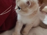 Ucretli british yavru kedi