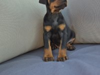 2 aylık A kalite doberman yavrular