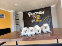 GOLDEN SCOTTISH FOLD YAVRULARIMIZ ANKARA MAĞAZAMIZDA 
