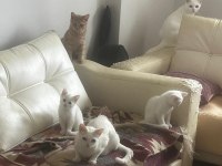 CİNS KEDİLER