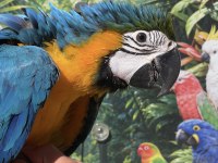 Sarı Lacivert Ara Macaw
