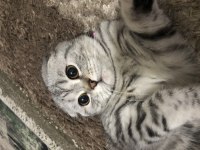 Scottish fold silver cins kedimiz