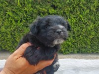 sevimli pati morkie