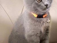 British shorthair ve scottish fold yavrular