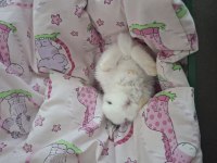 Yavru netherland dwarf tavşan