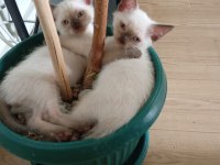 Scottish fold ve siyam yavruları