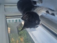 Tekir kedi