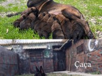 KIF/FCI A şecereli malinois köpeklerimiz ailelerine hazır