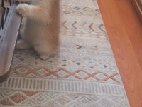 2 Aylık Erkek British Shorthair Yavru
