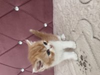 Ev ortamında doğdu kedimiz