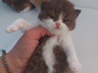 ÇİKOLATA DİŞİ ERKEK BRITISH SHORTHAIR YAVRULARIMIZ