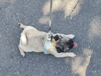 Pug Yorulmak Bilmez Oyuncu