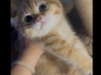 British shorthair golden kardeşler erkek
