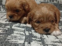 Rezerve açık yavrular kg cm garantili maltipoo