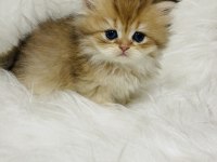 Ny11 erkek british longhair