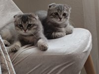Scottish fold erkek yavru kedimiz