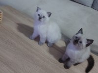 Point gurup kedimiz