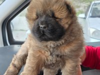 ÇİN ASLANI CHOW CHOW BEBEKLERİMİZ