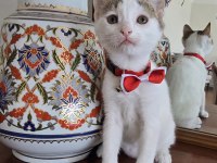 KİBAR SURATLI KEDİMİZ KIZIM FERİHA