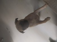 Pug köpek