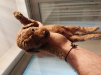 Toy poodle garantili