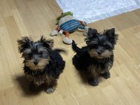 4 aylık 2 kardeş Yorkshire Terrier