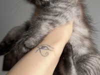 Yavru Scottish Fold Kedimiz İçin Ulaşın