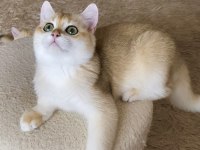 Şecereli British Shorthair Golden Erkek Yavru