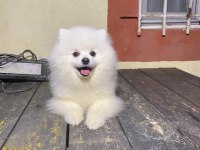 7 aylık pomeranian yavrumuz