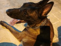 Malinois Belçika Kurdu
