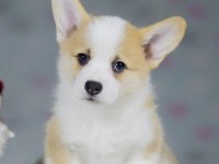 Fci secereli corgi yavruları