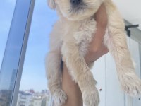 Bebek Maltipoo