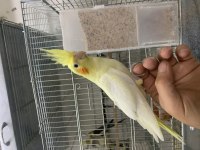 BEBEK LUTİNO SULTAN PAPAĞANI