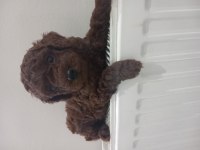 Yeni Yuvasına Gitmeye Hazır Poodle