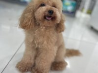 23 cm toy poodle erkek 2 yaşında