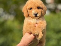 Labradoodle Goldendoodle Yavrular