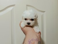 TEA CUP KORE DİŞİ MALTESE