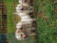 Maltipoo karbeyaz bebekler