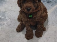 TOY POODLE GÜZELLİĞİ