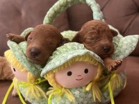 Kore Minik Poodle