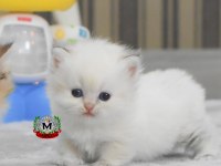 Kısa bacaklı Munchkin prenses